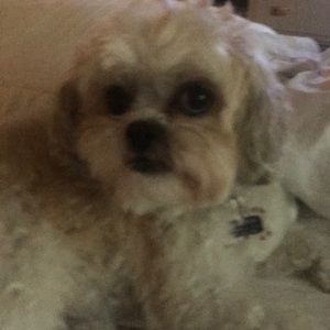 Meet your Posher, Shane